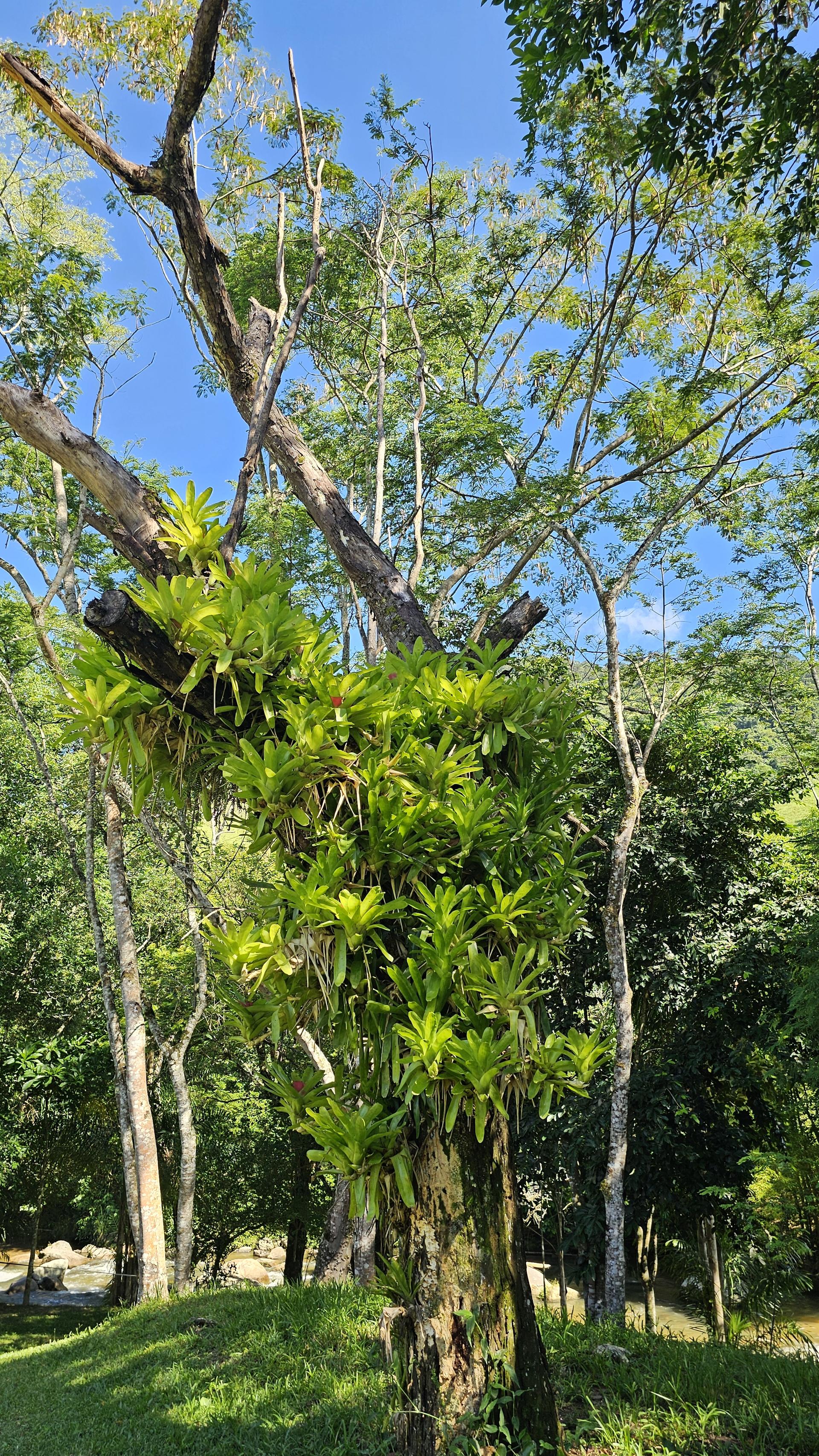 Foto 188 do Hotel Pousada Bambuzal em Sana, Macaé - RJ